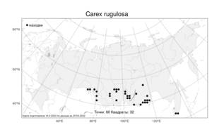 Carex rugulosa Kük., Atlas of the Russian Flora (FLORUS) (Russia)