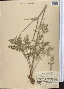 Ferula kelleri Koso-Pol., Middle Asia, Northern & Central Tian Shan (M4) (Kazakhstan)