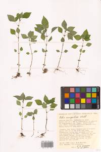 Pilea pumila (L.) A. Gray, Siberia, Russian Far East (S6) (Russia)