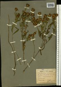 Centaurea trichocephala M. Bieb. ex Willd., Eastern Europe, South Ukrainian region (E12) (Ukraine)
