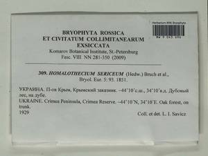Homalothecium sericeum (Hedw.) Schimp., Bryophytes, Bryophytes - Crimea (B3a) (Russia)