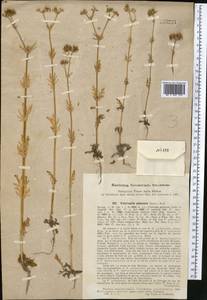 Valerianella uncinata (M. Bieb.) Dufr., Middle Asia, Western Tian Shan & Karatau (M3) (Uzbekistan)