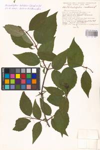 Philadelphus pubescens Loisel., Eastern Europe, Moscow region (E4a) (Russia)