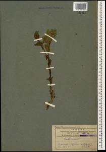 Cerinthe minor L., Caucasus, Armenia (K5) (Armenia)