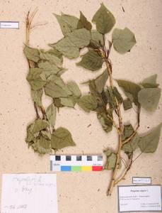 Populus nigra L., Siberia, Central Siberia (S3) (Russia)