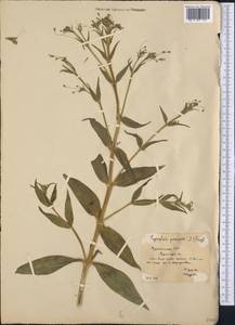 Gypsophila pilosa Huds., Middle Asia, Karakum (M6) (Turkmenistan)