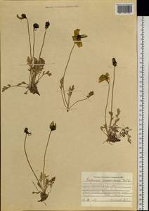 Oreomecon pseudocanescens (Popov) Galasso, Banfi & Bartolucci, Siberia, Altai & Sayany Mountains (S2) (Russia)