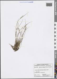 Juncus alpinoarticulatus Chaix, Siberia, Central Siberia (S3) (Russia)