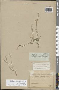 Matthiola longipetala subsp. bicornis (Sibth. & Sm.) P.W.Ball, Eastern Europe, Central forest-and-steppe region (E6) (Russia)