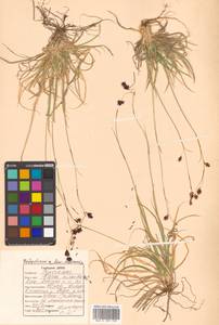 Carex fuliginosa Schkuhr, Siberia, Russian Far East (S6) (Russia)