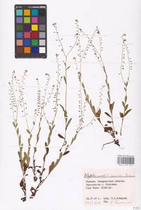 MHA 0 153 264, Myosotis nemorosa Besser, Eastern Europe, West Ukrainian region (E13) (Ukraine)