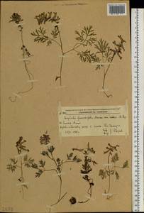 Corydalis fumariifolia Maxim., Siberia, Russian Far East (S6) (Russia)