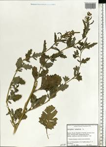 Atriplex tatarica L., Eastern Europe, Northern region (E1) (Russia)