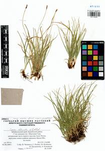 Carex obtusata Lilj., Siberia, Baikal & Transbaikal region (S4) (Russia)