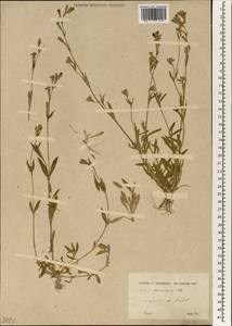 Silene colorata subsp. oliveriana (Otth) Rohrb., South Asia, South Asia (Asia outside ex-Soviet states and Mongolia) (ASIA) (Turkey)
