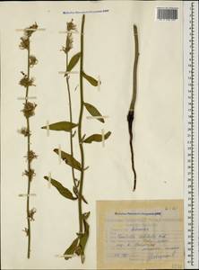 Chondrilla latifolia M. Bieb., Caucasus, Stavropol Krai, Karachay-Cherkessia & Kabardino-Balkaria (K1b) (Russia)