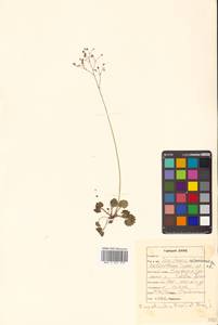 Micranthes nelsoniana subsp. aestivalis (Fisch. & C. A. Mey.) Elven & D. F. Murray, Siberia, Russian Far East (S6) (Russia)