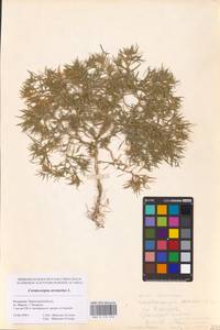 Ceratocarpus arenarius L., Eastern Europe, Lower Volga region (E9) (Russia)