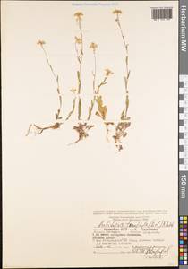 Pseudoarabidopsis toxophylla (M.Bieb.) Al-Shehbaz, O'Kane & R.A. Price, Eastern Europe, Lower Volga region (E9) (Russia)