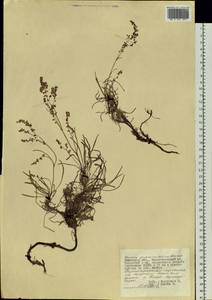 Rumex graminifolius Georgi ex Lamb., Siberia, Western Siberia (S1) (Russia)