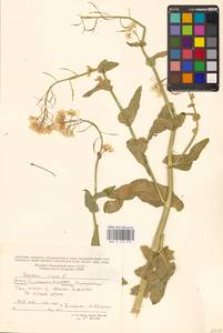 Brassica napus L., Eastern Europe, Lower Volga region (E9) (Russia)