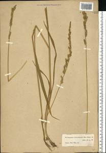 Beckmannia eruciformis (L.) Host, Eastern Europe, Moscow region (E4a) (Russia)