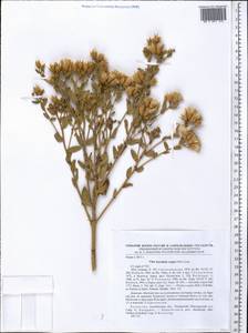Karelinia caspia (Pall.) Less., Middle Asia, Caspian Ustyurt & Northern Aralia (M8) (Kazakhstan)