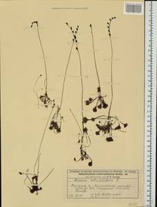 Drosera rotundifolia L., Eastern Europe, Volga-Kama region (E7) (Russia)