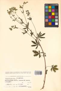 Potentilla argentea L., Siberia, Russian Far East (S6) (Russia)