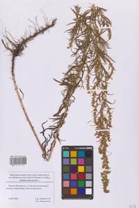 Artemisia dracunculus L., Eastern Europe, Moscow region (E4a) (Russia)