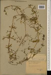 Galium spurium L., Caucasus, Dagestan (K2) (Russia)