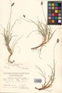 Sesleria coerulans Friv., Eastern Europe, West Ukrainian region (E13) (Ukraine)
