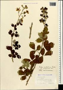 Rubus sanctus Schreb., Caucasus, Abkhazia (K4a) (Abkhazia)