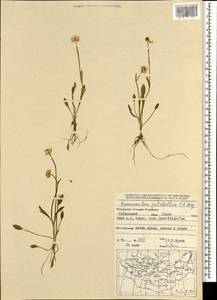 Ranunculus pulchellus C. A. Mey., Mongolia (MONG) (Mongolia)