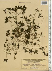 Geranium sibiricum L., Eastern Europe, Volga-Kama region (E7) (Russia)