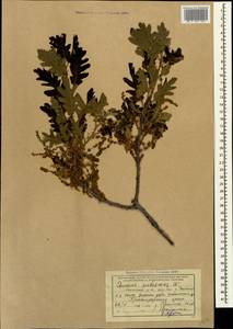 Quercus pubescens Willd. , nom. cons., Caucasus, Black Sea Shore (from Novorossiysk to Adler) (K3) (Russia)