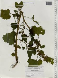 Xanthium strumarium L., Eastern Europe, Middle Volga region (E8) (Russia)