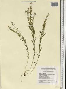 Polygala comosa Schkuhr, Eastern Europe, Central forest-and-steppe region (E6) (Russia)