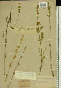 Silene borysthenica (Gruner) Walters, Eastern Europe, Central forest-and-steppe region (E6) (Russia)