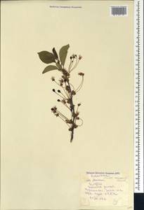Prunus avium (L.) L., Caucasus, Georgia (K4) (Georgia)