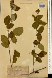 Rubus persicus Boiss., Caucasus, Azerbaijan (K6) (Azerbaijan)