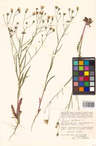 Crepis tectorum L., Eastern Europe, Lower Volga region (E9) (Russia)