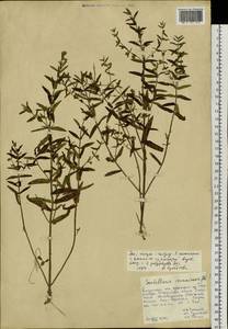 Scutellaria regeliana var. ikonnikovii (Juz.) C.Y.Wu & H.W.Li, Siberia, Russian Far East (S6) (Russia)