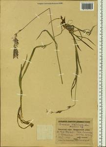 Bromus pumpellianus Scribn., Siberia, Western Siberia (S1) (Russia)