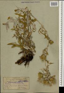 Cirsium leucocephalum subsp. leucocephalum, Caucasus, Armenia (K5) (Armenia)