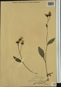 Hieracium chlorocephalum subsp. stygium (R. Uechtr.) Zahn, Western Europe (EUR) (Poland)