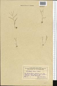 Draba nuda (Bél. ex Boiss.) Al-Shehbaz & M. Koch, Middle Asia, Western Tian Shan & Karatau (M3) (Kazakhstan)