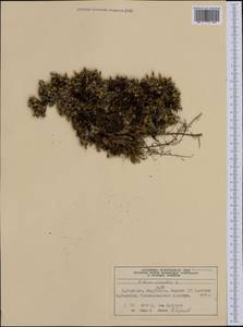 Silene acaulis (L.) Jacq., Western Europe (EUR) (Norway)