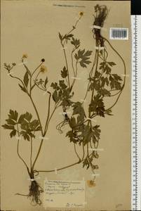 Ranunculus repens L., Eastern Europe, Central forest region (E5) (Russia)