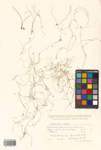 Ranunculus reptans L., Siberia, Russian Far East (S6) (Russia)